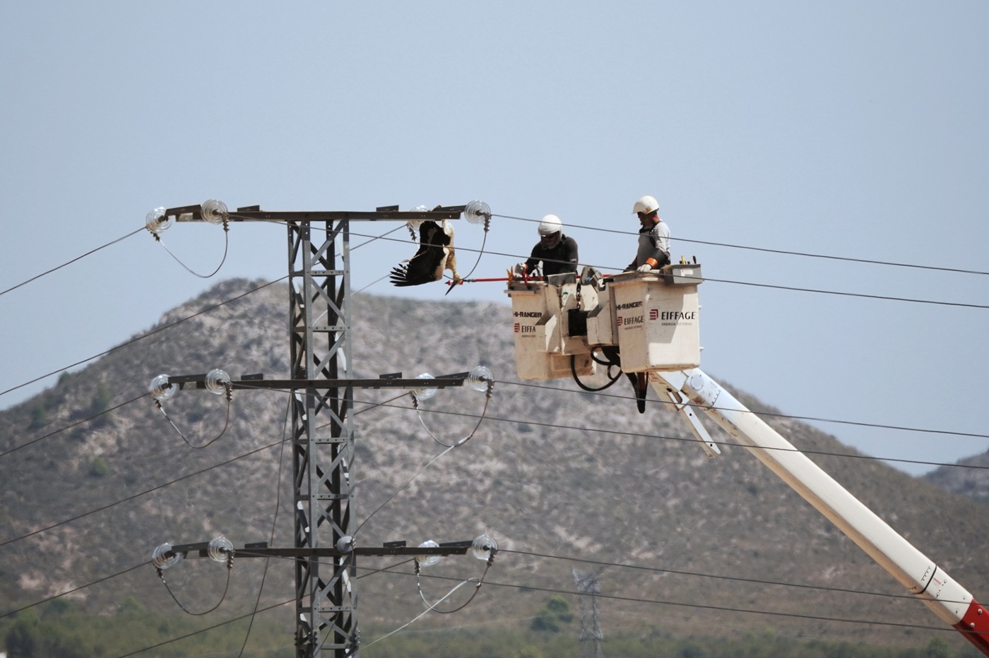 ANSE denuncia muerte de varias cigüeñas por electrocución en tendido de Yecla